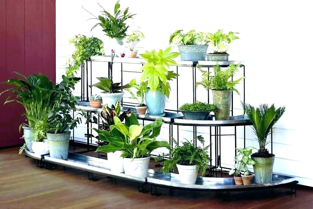 large plant stand indoor